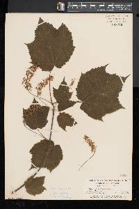 Acer spicatum image