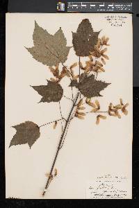 Acer spicatum image