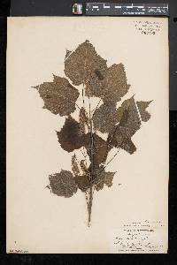 Acer spicatum image