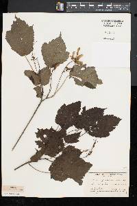 Acer spicatum image