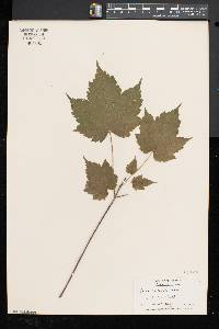 Acer spicatum image