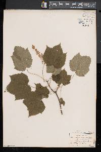 Acer spicatum image