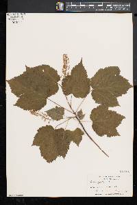 Acer spicatum image