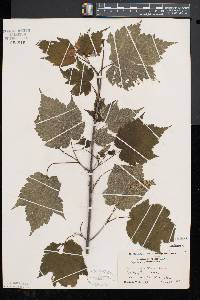 Acer spicatum image