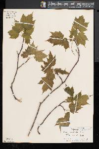 Acer spicatum image