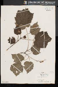 Acer spicatum image