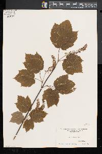 Acer spicatum image