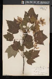Acer spicatum image