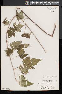 Acer spicatum image