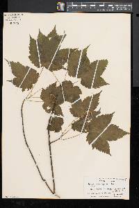 Acer spicatum image