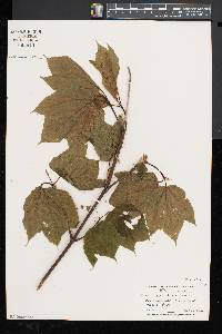 Acer spicatum image