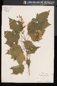 Acer spicatum image