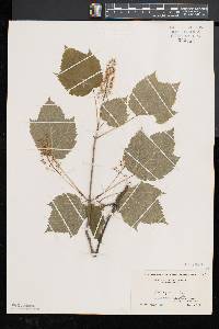 Acer spicatum image