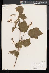 Acer spicatum image