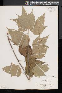 Acer spicatum image