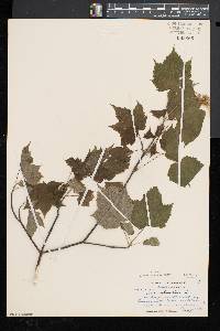 Acer spicatum image