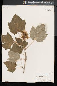 Acer spicatum image