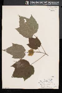 Acer spicatum image