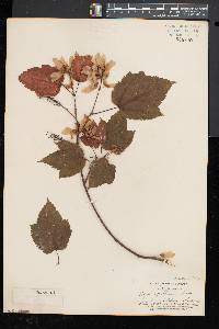 Acer spicatum image