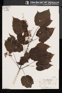 Acer spicatum image