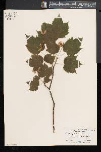 Acer spicatum image