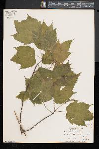 Acer spicatum image