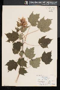 Acer spicatum image