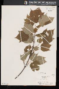 Acer spicatum image