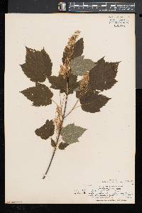 Acer spicatum image