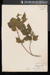 Acer spicatum image