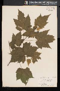 Acer spicatum image