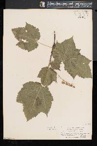 Acer spicatum image