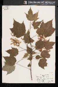 Acer spicatum image