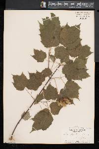 Acer spicatum image