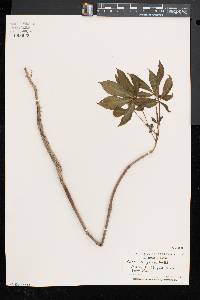 Aesculus glabra image