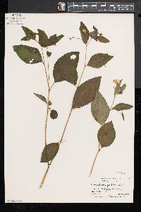 Impatiens pallida image