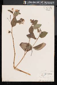 Impatiens pallida image