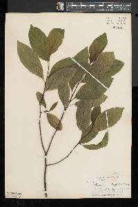 Rhamnus alnifolia image