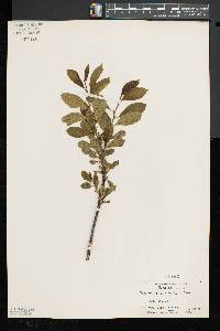 Rhamnus alnifolia image