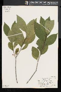 Rhamnus alnifolia image