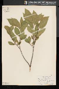 Rhamnus alnifolia image