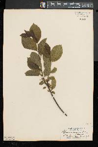 Rhamnus alnifolia image