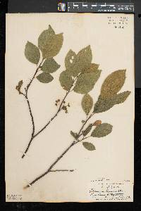 Rhamnus alnifolia image