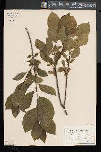 Rhamnus alnifolia image