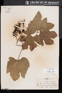 Vitis aestivalis var. bicolor image