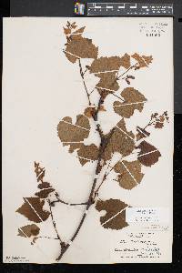 Vitis aestivalis var. bicolor image