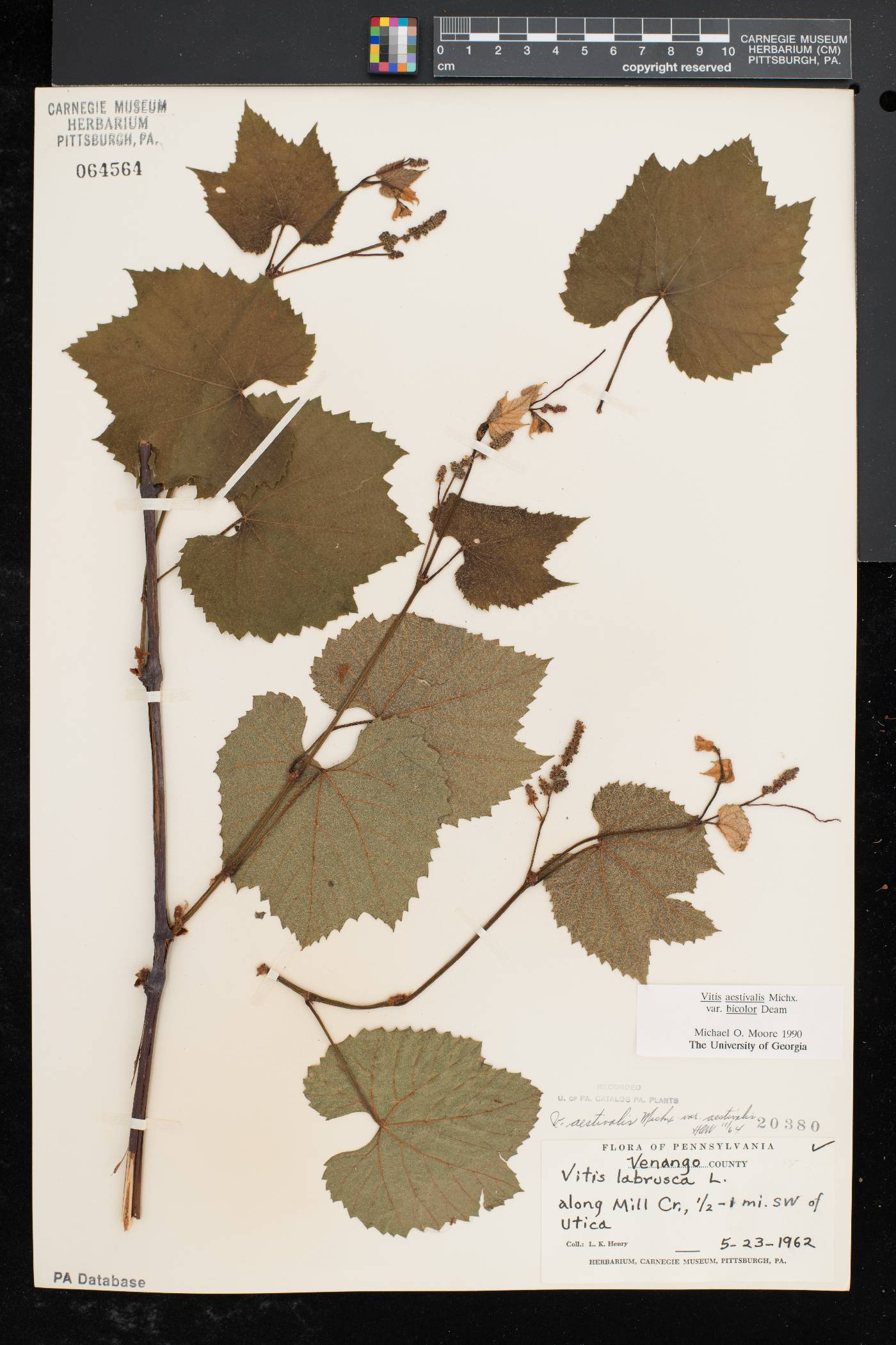 Vitis aestivalis var. bicolor image