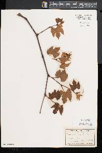 Vitis aestivalis var. bicolor image