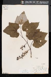 Vitis aestivalis var. bicolor image