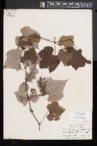 Vitis aestivalis var. bicolor image